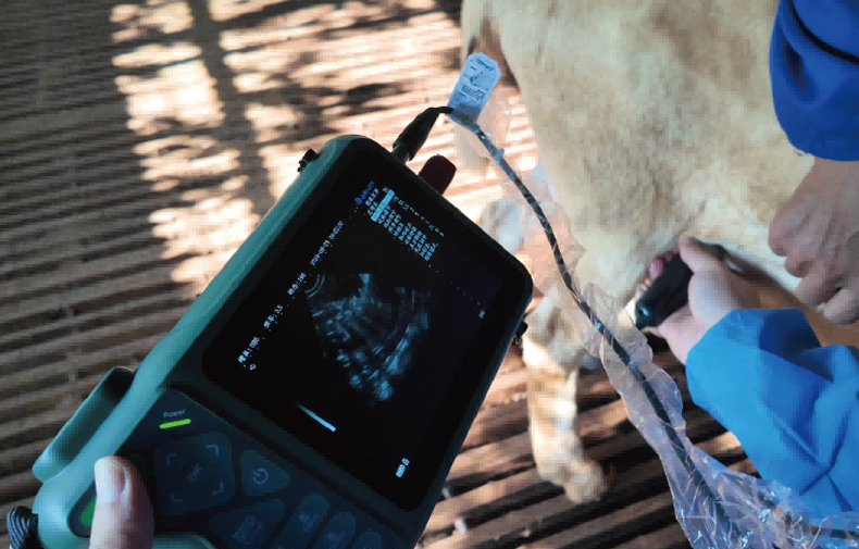 Swine Pregnancy Ultrasound Scanner
