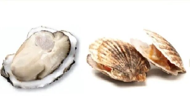 Scallop & Bivalve Shellfish ultrasound