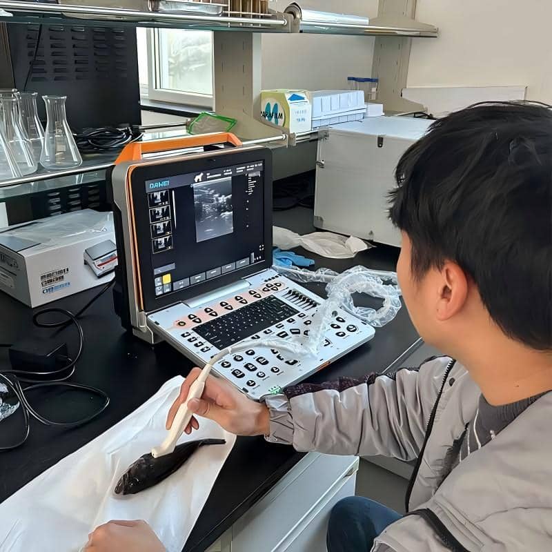 Black Rockfish ultrasound