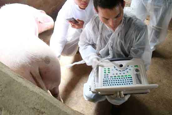 Ultrasound examination of sow