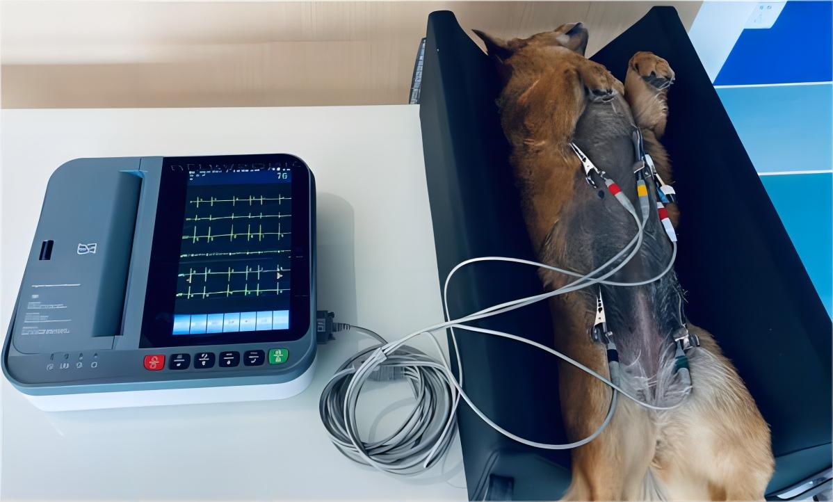 Appareil ECG pour animaux de compagnie