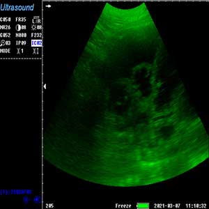 Animal ultrasound pseudo-colors