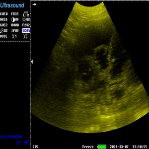 Pseudocores de ultrassom animal