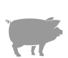 Suino