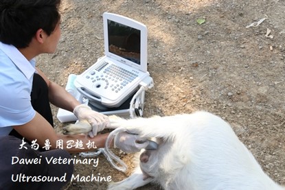 The role of veterinary ultrasound machine in the reproduction and breeding of ewes