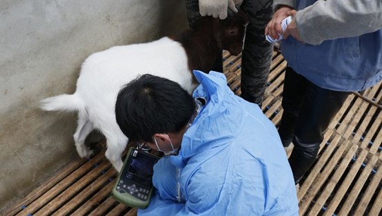 using ultrasound machine to examine ewe