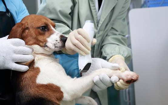 Pet 4D Ultrasound in the Clinical Application of Veterinary Clinics
