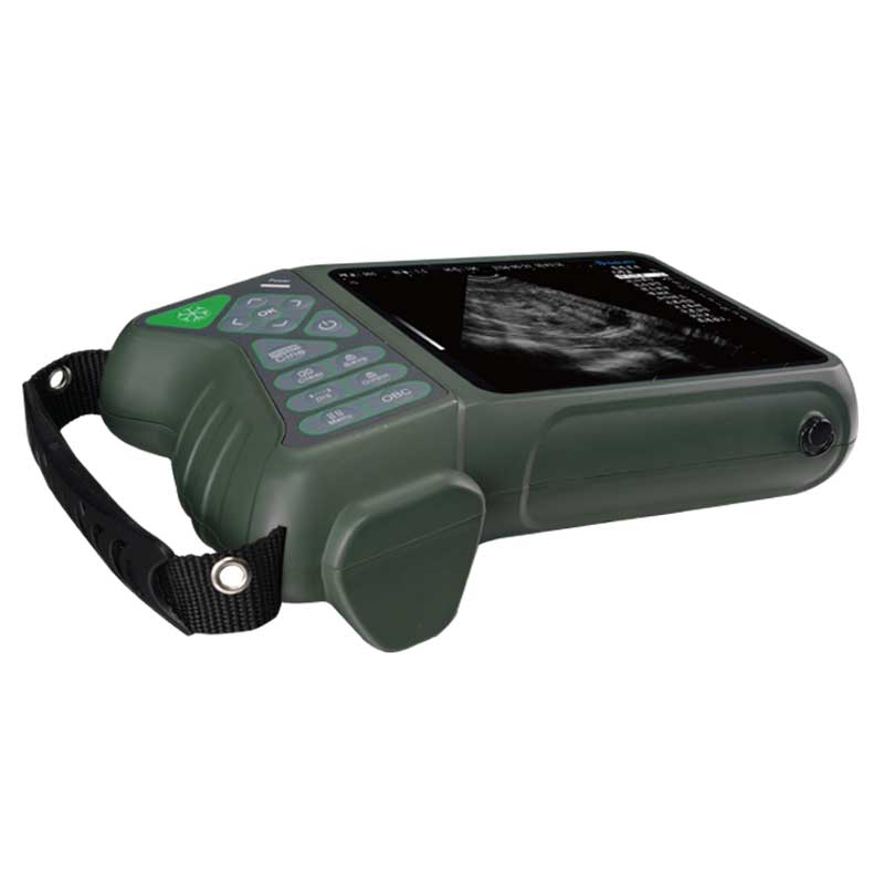 Ultrasound for Sheep