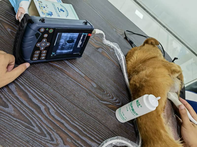 dog ultrasound machine