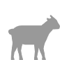 Ovino