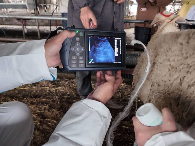 cattle ultrasound machine