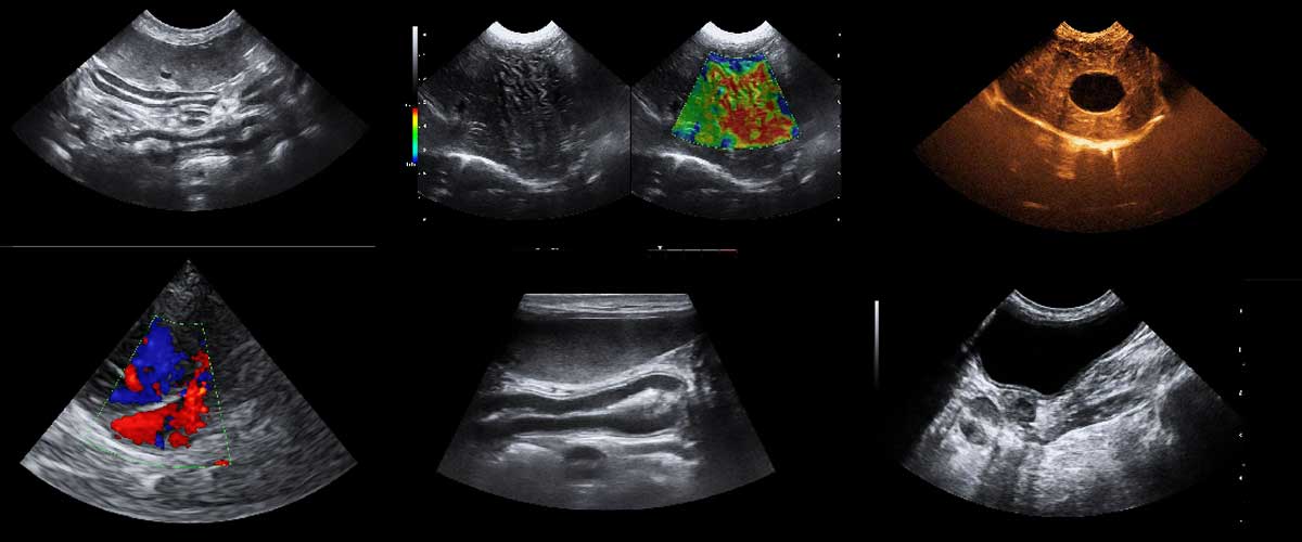 Immagini cliniche ecografiche veterinarie