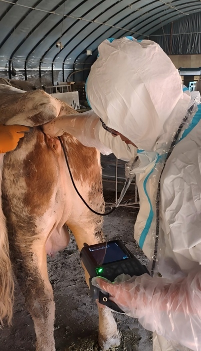 Dawei Slite tragbares Ultraschallgerät für Rinder zur Trächtigkeitsuntersuchung