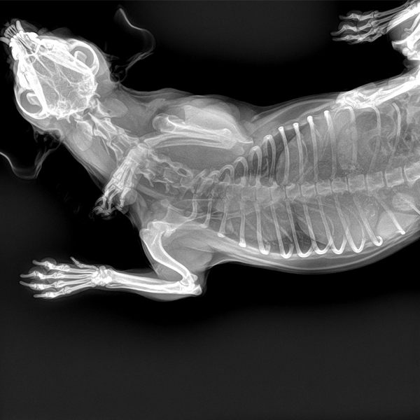 Sistema de imagem veterinária de raios X
