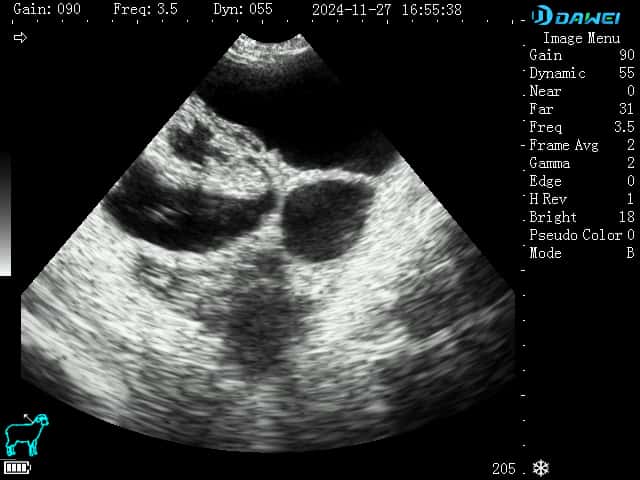 Gestational Imaging in Ewes