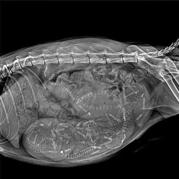 portable x ray machine veterinary