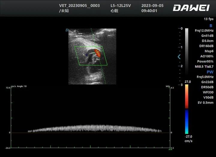 Scallop & Bivalve Shellfish ultrasound
