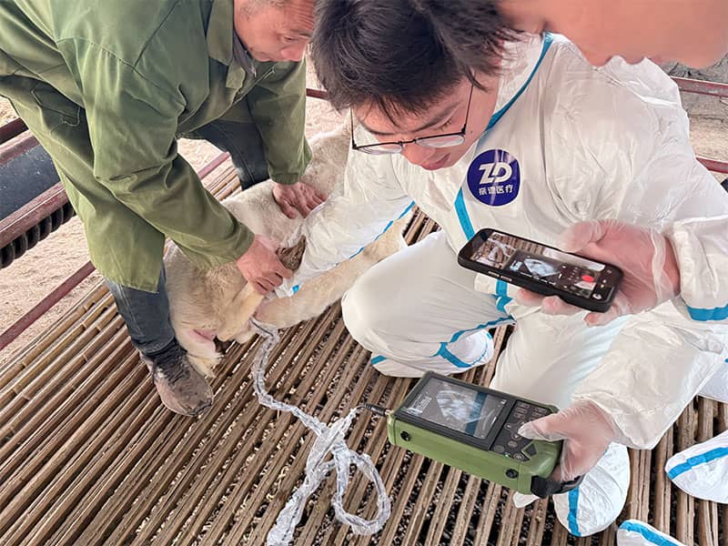 appareil d'échographie pour moutons