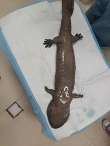  Chinese Giant Salamander