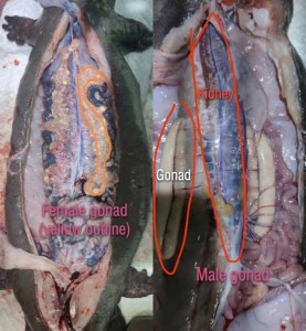  Chinese Giant Salamander