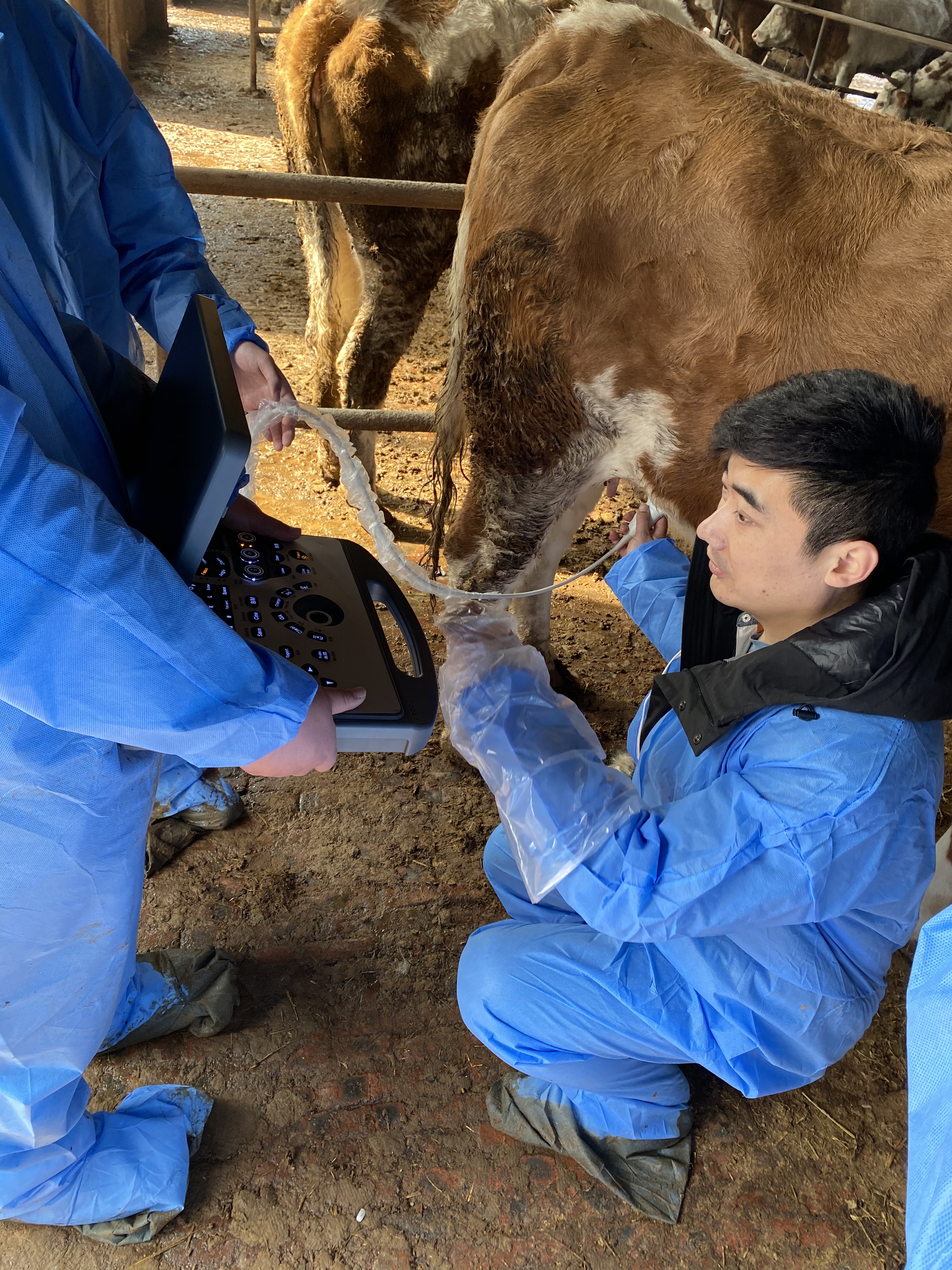 Cow Gestation period