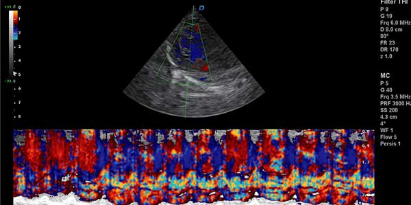 Clinical images of animal ultrasounds