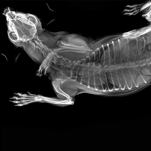 Sistema de imagem de raios X de animais