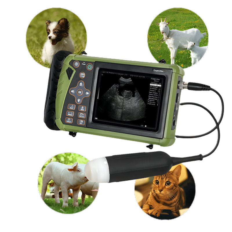 pig ultrasound machine