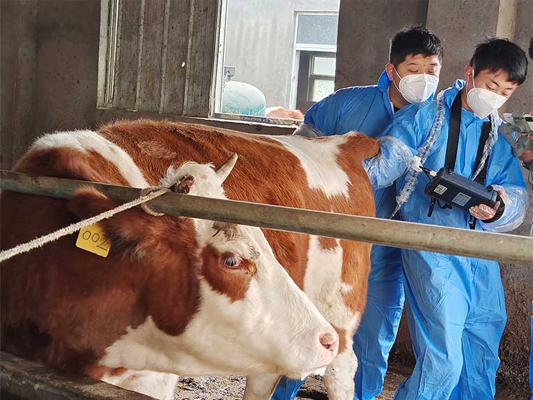 Ultraschallgerät für Rinder