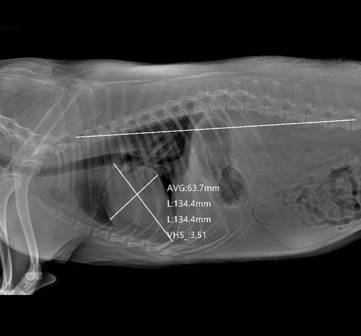 Sistema de imágenes de rayos X veterinario