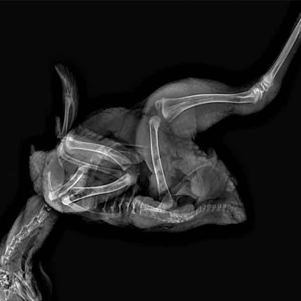 portable x ray machine veterinary