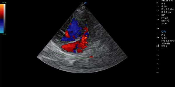 Clinical images of animal ultrasounds