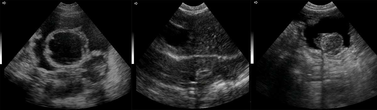 Vet Ultrasound images