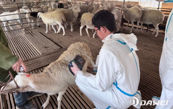 livestock ultrasound machine