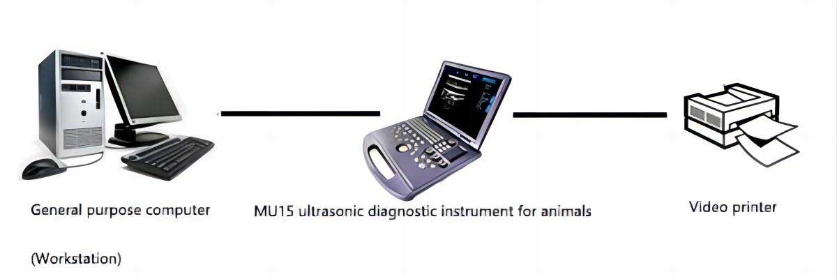 veterinary sonography