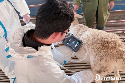 livestock ultrasound machine