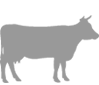 Bovino