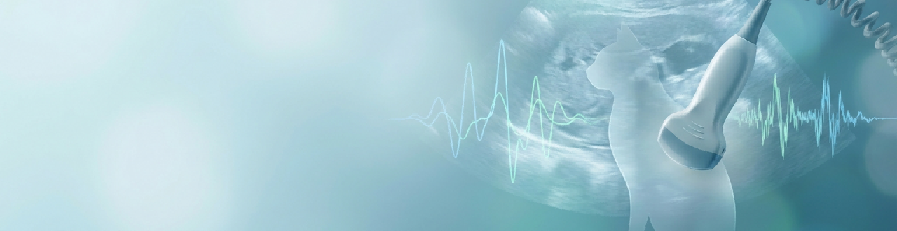 Best ultrasound settings for feline abdominal scans