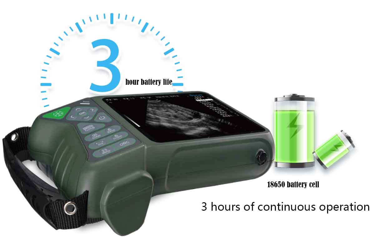 Ultrasound for Sheep