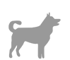 Canino