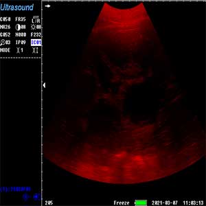 Animal ultrasound pseudo-colors