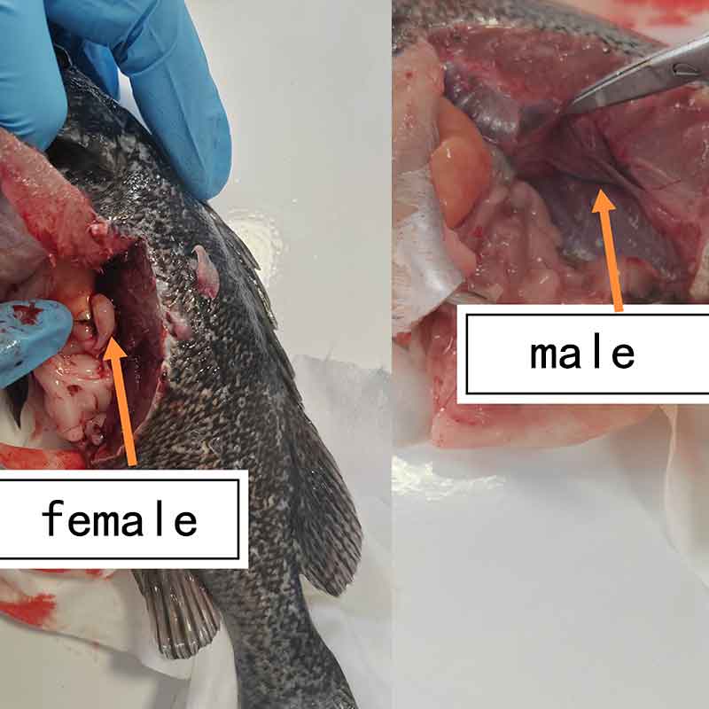 Black Rockfish ultrasound