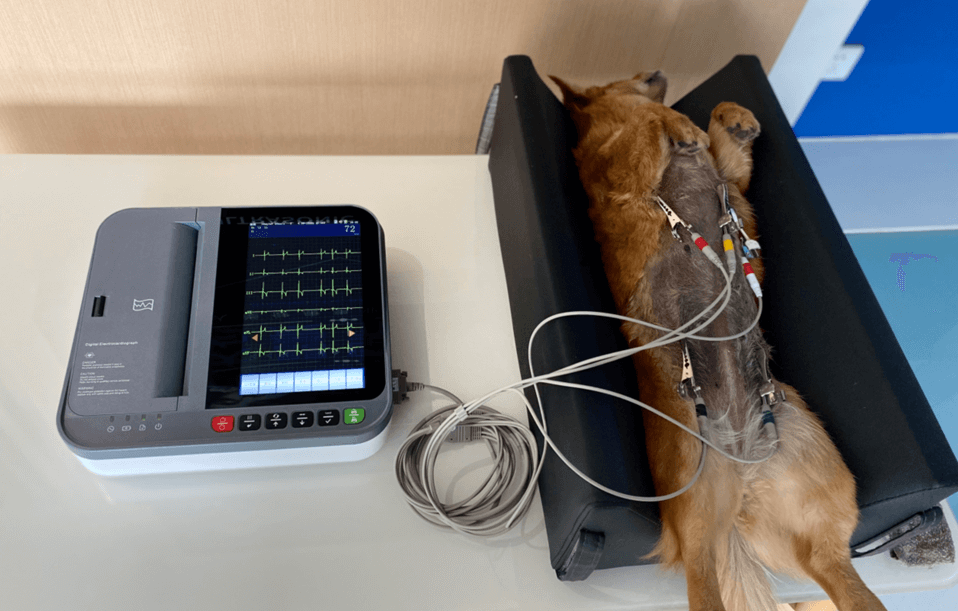 Principles and applications of ECG