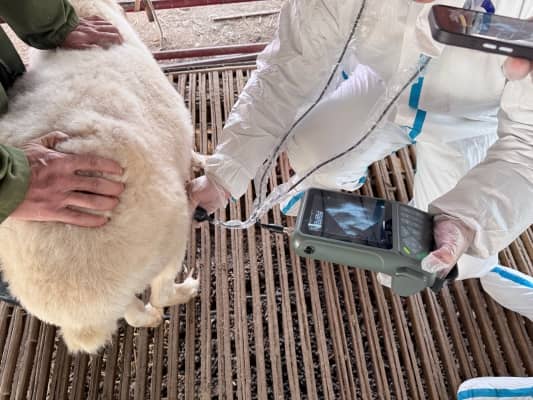 Best Portable Ultrasound for Ewe