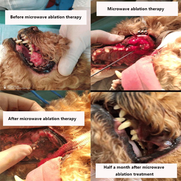 Malignant melanoma in dogs