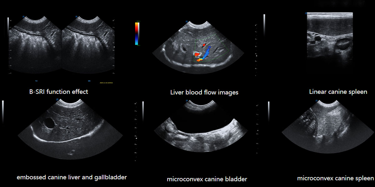 P8-VET-Animal-Ultrasound-Machine-Clinical-Images.