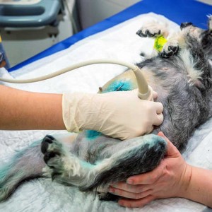 Ultraschall-Schwangerschaft des Hundes