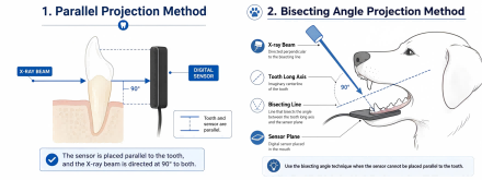Proper Positioning Is Critical for Accurate Dental Imaging