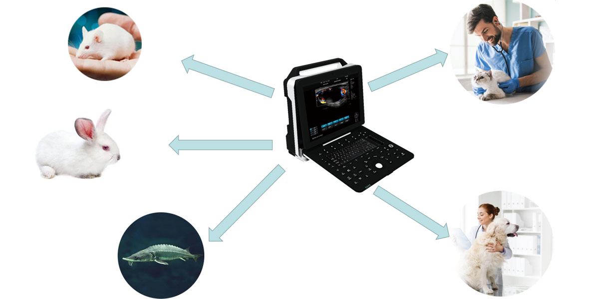 portable vet ultrasound machine