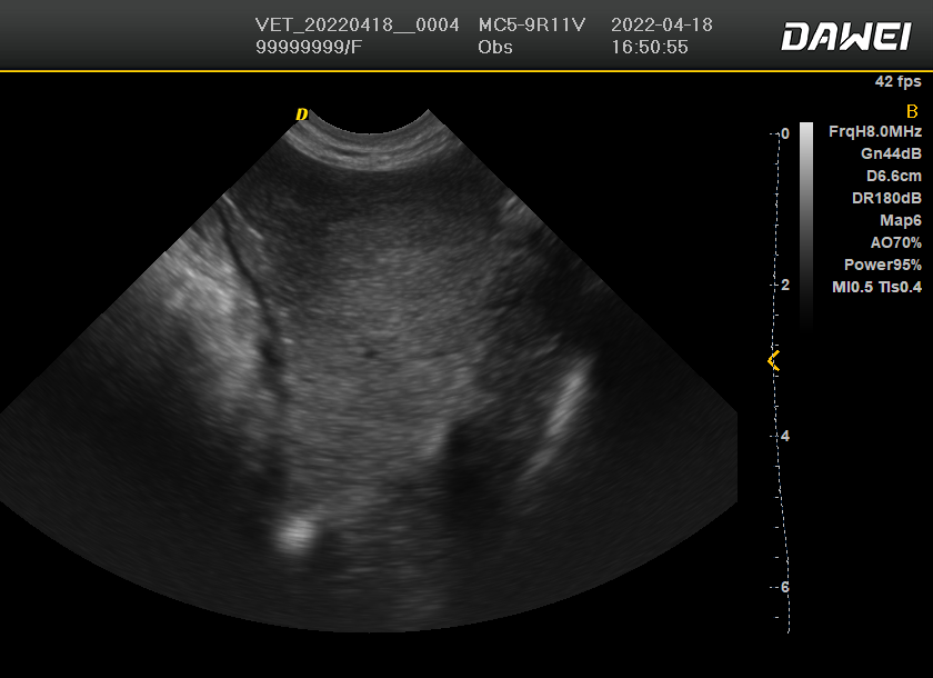 animal Ultrasound machine image